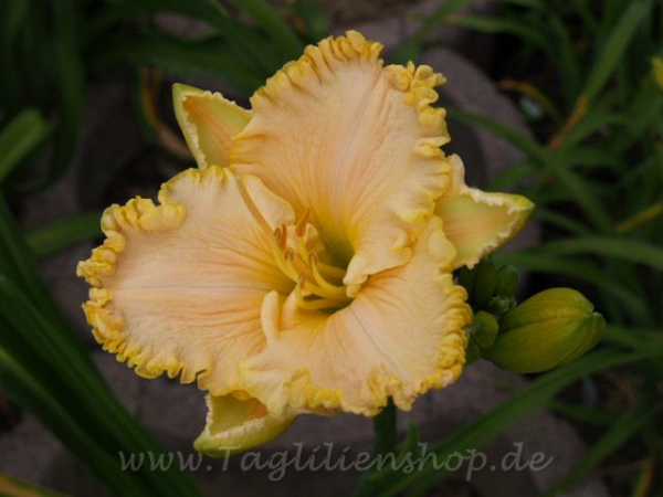 Daylily Helena Seabird
