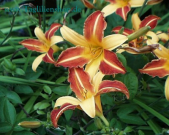 Daylily Frans Hals