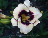Daylily Canadian Border Patrol
