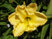 Daylily Cow Slip