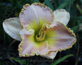 Daylily Ed Brown