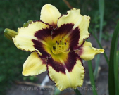 Daylily El Desperado