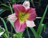 Daylily Final Touch