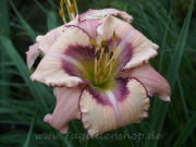 Daylily Laura Mast