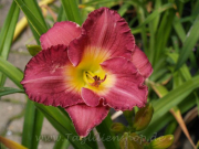 Daylily Sarah Hawes