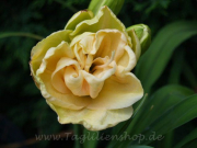 Daylily Snow Blizzard