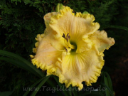 Daylily Soccer Head