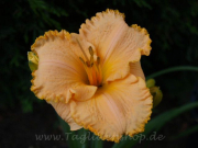 Daylily Spacecoast Sunshine