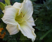 Daylily White Temptation