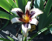 Daylily Wild Horses