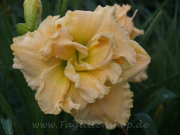 Daylily Wonderful Willa