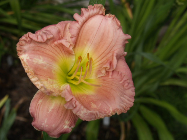 Taglilie Holiday in Pink