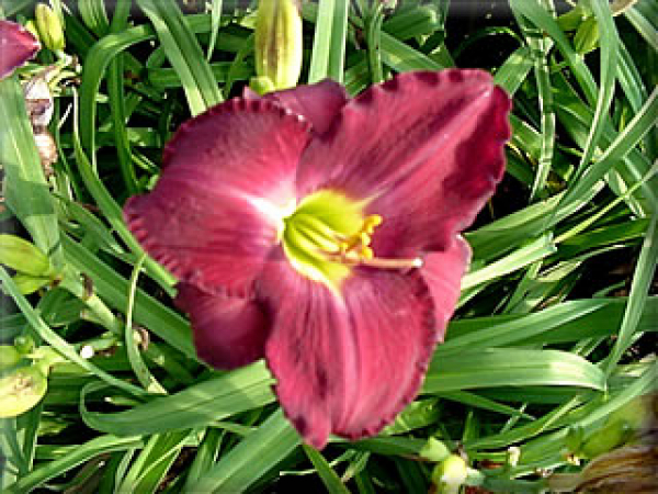 Daylily Caruso