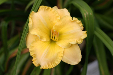 Daylily My Darling Clementine