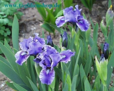 Schwertlilie Banbury Ruffles