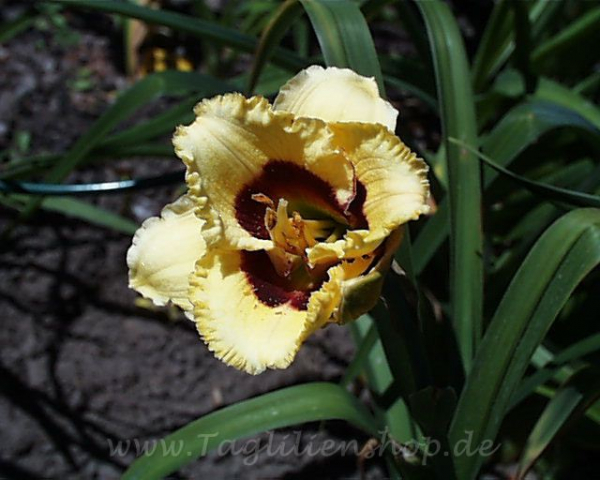Daylily Awesome Candy