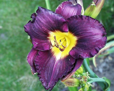 Daylily Bela Lugosi