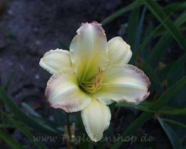 Daylily Beautiful Edgings