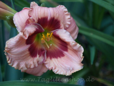 Daylily Beautiful Jealous Eyes