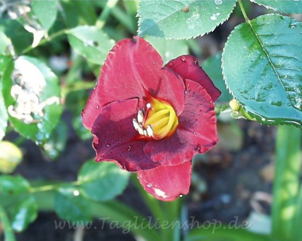 Daylily Broadway Valentine