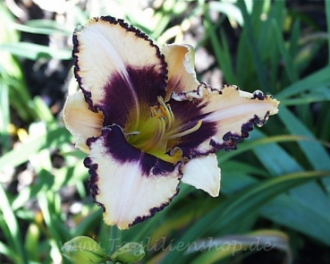 Daylily Border Lord