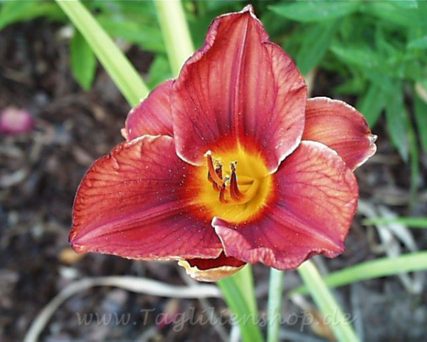 Daylily Big Bet