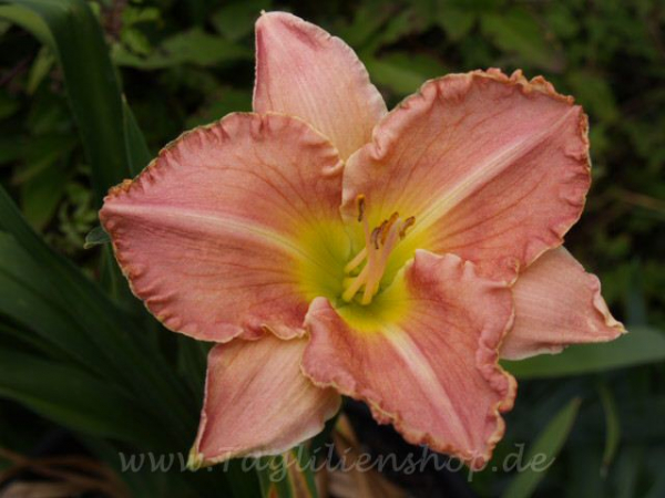 Daylily Admiral's Magic