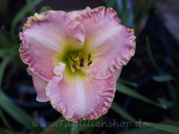 Daylily Alicia Rose Kissed