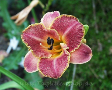 Daylily Breed Apart