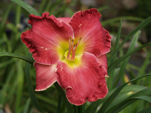 Daylily Bubble Yummin' Mama
