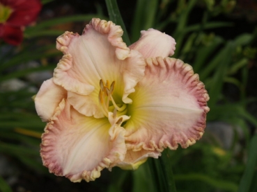 Daylily Beachin Babe