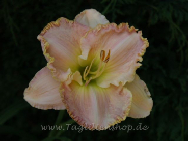 Taglilie Bodacious Blush