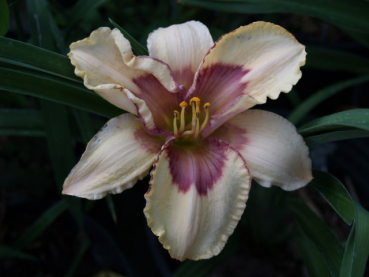 Daylily Articulate Matrix