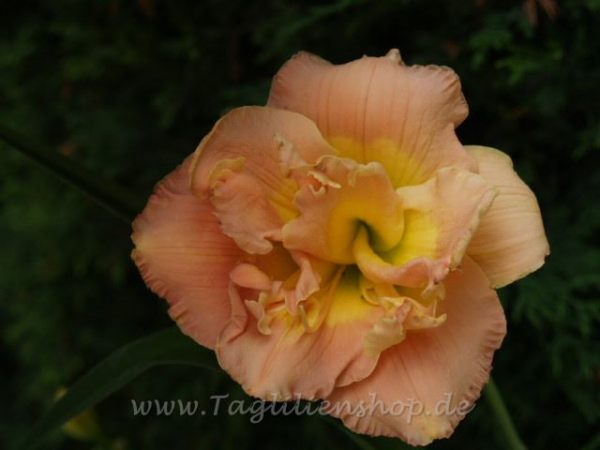 Taglilie A Gift For Treva