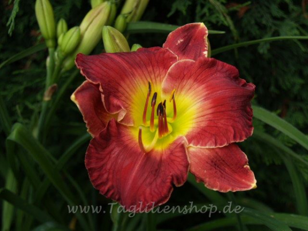 Daylily Baron Frederick