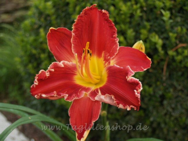 Daylily Bear Claws