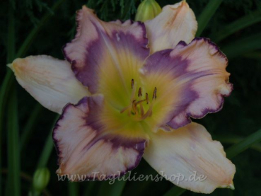 Daylily All Shook Up