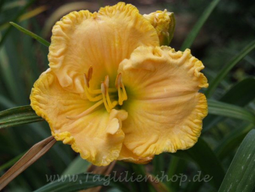 Daylily American Freedom