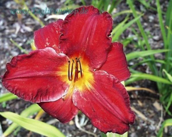 Daylily Chicago Firecracker