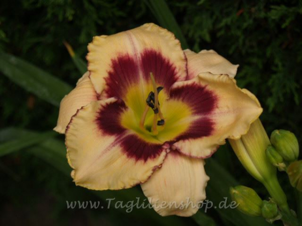 Daylily Always Regal