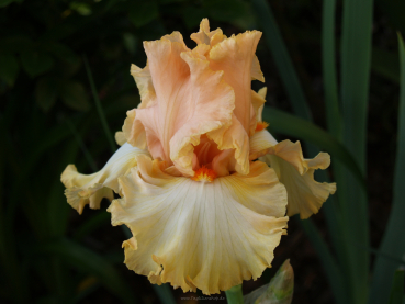 Apricot Ice