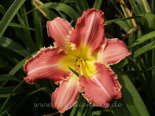 Daylily Bite Your Tongue