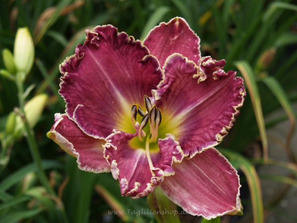 Daylily Carol Sue