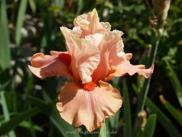 Coral Charm