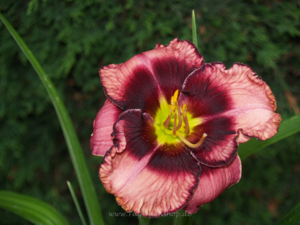 Daylily Desert Moon
