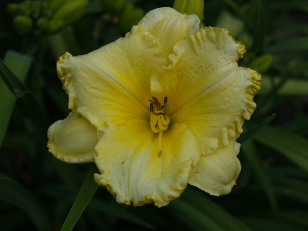 Daylily Emperor's Choice