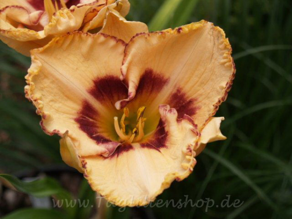 Daylily Footloose Fancy