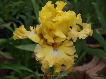 Frilled To Bits