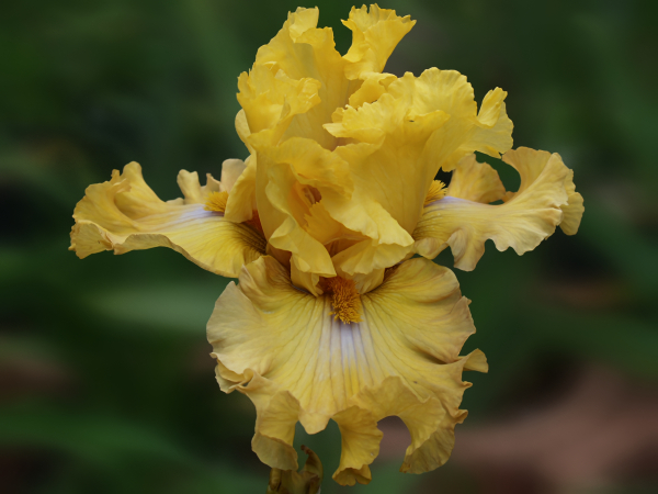 Frilled To Bits