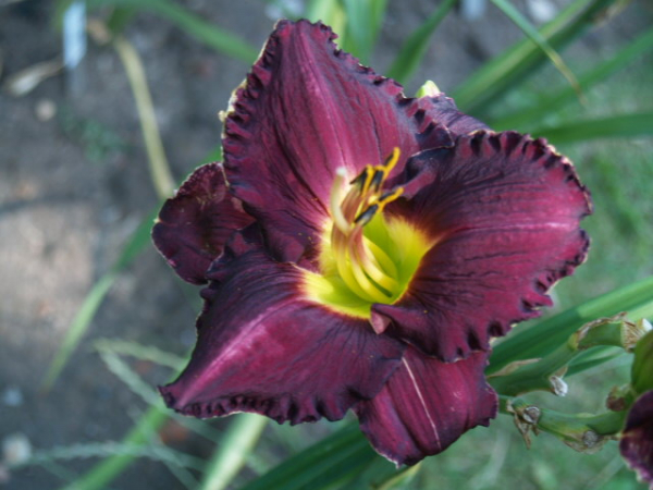 Daylily Gilded Darkness